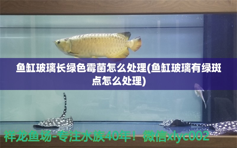 鱼缸玻璃长绿色霉菌怎么处理(鱼缸玻璃有绿斑点怎么处理)