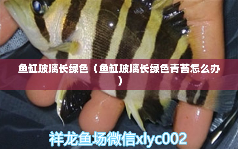 鱼缸玻璃长绿色（鱼缸玻璃长绿色青苔怎么办） 祥龙水族医院