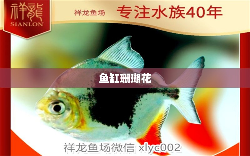 鱼缸珊瑚花 广州水族器材滤材批发市场