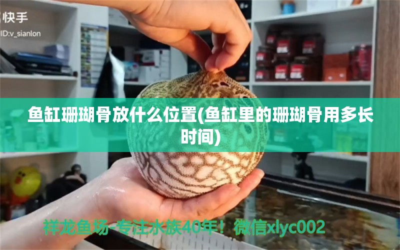 鱼缸珊瑚骨放什么位置(鱼缸里的珊瑚骨用多长时间)