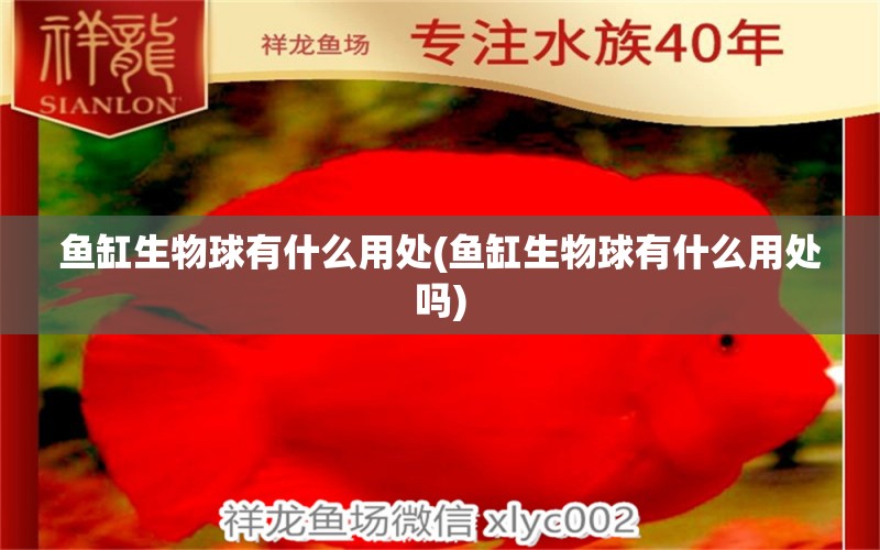 鱼缸生物球有什么用处(鱼缸生物球有什么用处吗) 熊猫异形鱼L46 第1张