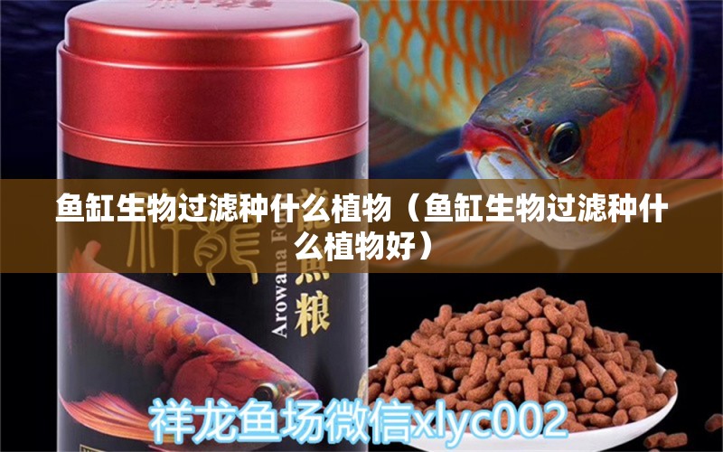 鱼缸生物过滤种什么植物（鱼缸生物过滤种什么植物好）