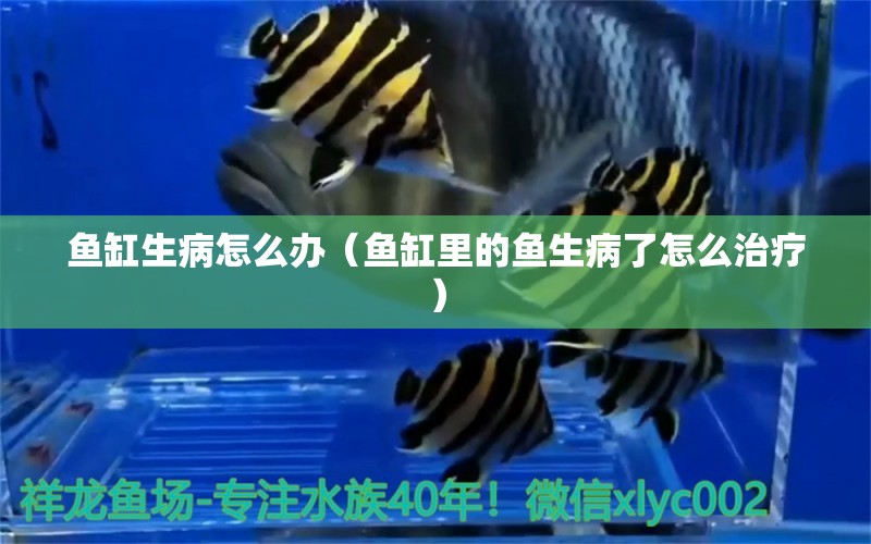 鱼缸生病怎么办（鱼缸里的鱼生病了怎么治疗） 祥龙水族医院