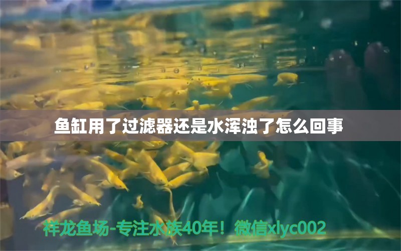 鱼缸用了过滤器还是水浑浊了怎么回事  观赏鱼市场（混养鱼） 第1张