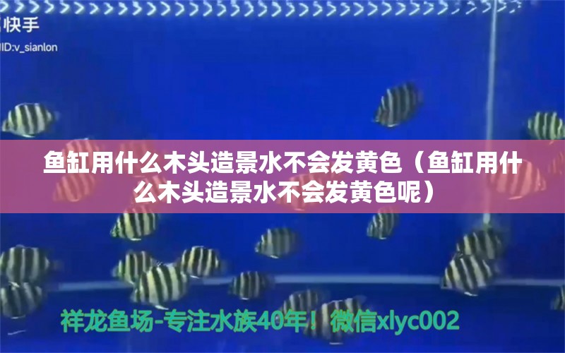 鱼缸用什么木头造景水不会发黄色（鱼缸用什么木头造景水不会发黄色呢） 其他品牌鱼缸