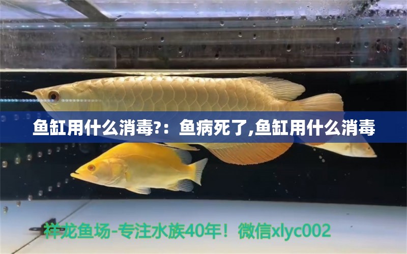 鱼缸用什么消毒?：鱼病死了,鱼缸用什么消毒