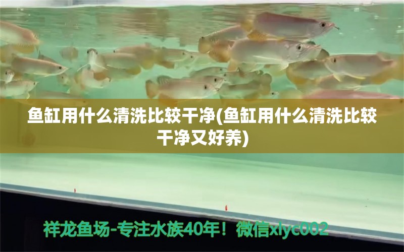 鱼缸用什么清洗比较干净(鱼缸用什么清洗比较干净又好养)