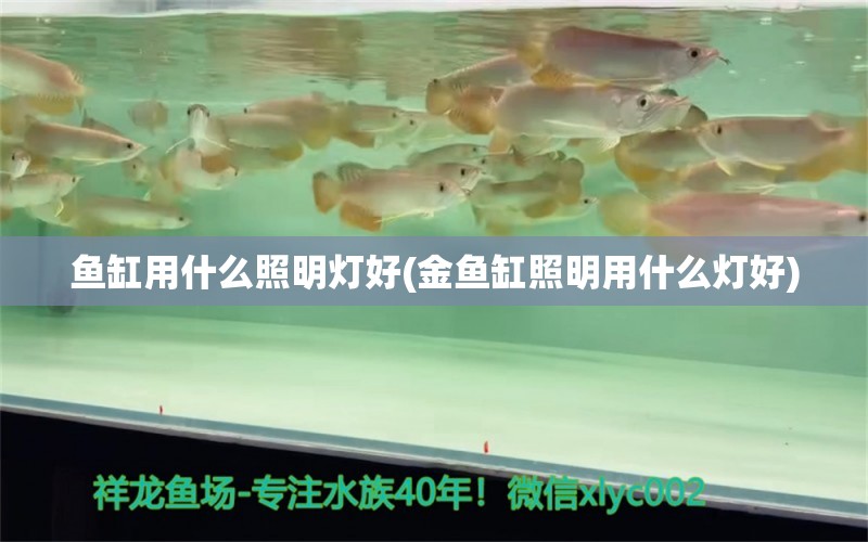 鱼缸用什么照明灯好(金鱼缸照明用什么灯好) 虎斑恐龙鱼