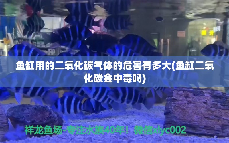 鱼缸用的二氧化碳气体的危害有多大(鱼缸二氧化碳会中毒吗)