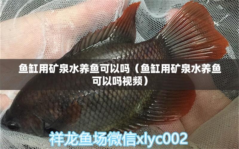 鱼缸用矿泉水养鱼可以吗（鱼缸用矿泉水养鱼可以吗视频） 祥龙水族医院