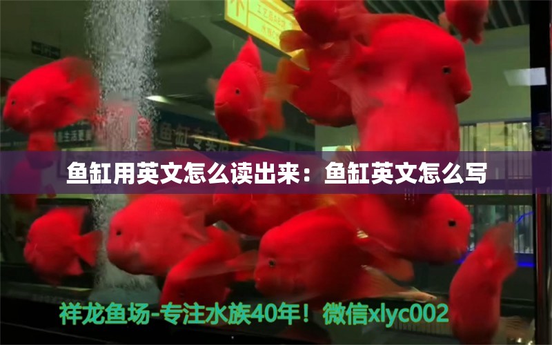 鱼缸用英文怎么读出来：鱼缸英文怎么写 广州水族批发市场