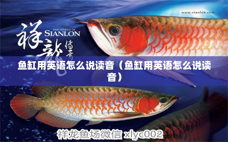 鱼缸用英语怎么说读音（鱼缸用英语怎么说读音） 祥龙水族医院