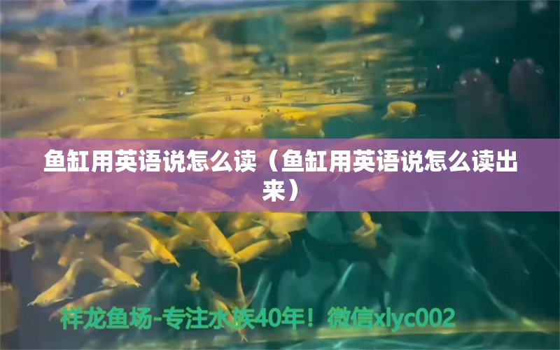 鱼缸用英语说怎么读（鱼缸用英语说怎么读出来） 星点金龙鱼