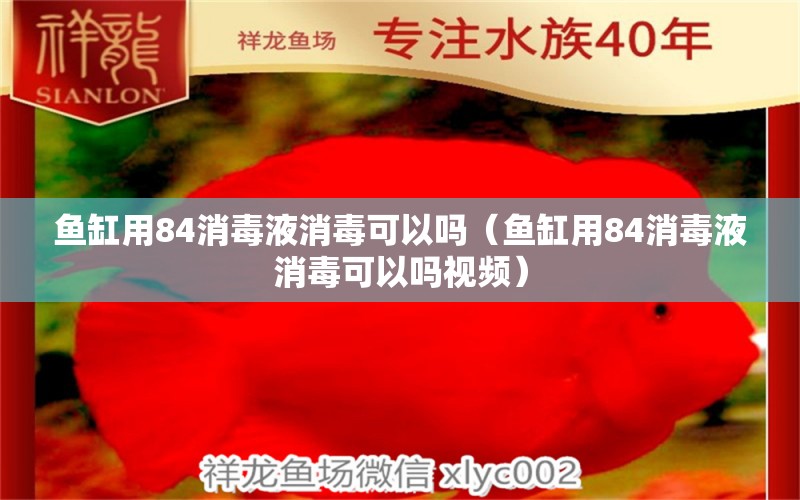 鱼缸用84消毒液消毒可以吗（鱼缸用84消毒液消毒可以吗视频） 量子养鱼技术