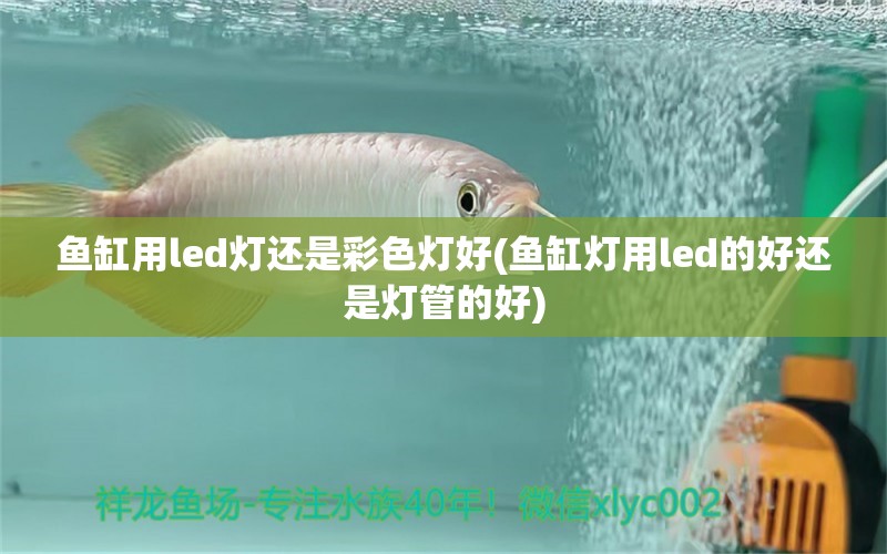 鱼缸用led灯还是彩色灯好(鱼缸灯用led的好还是灯管的好) 鹦鹉鱼