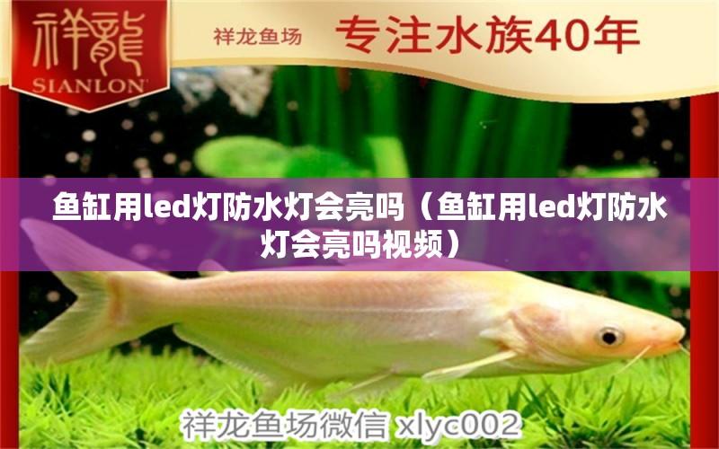 鱼缸用led灯防水灯会亮吗（鱼缸用led灯防水灯会亮吗视频）