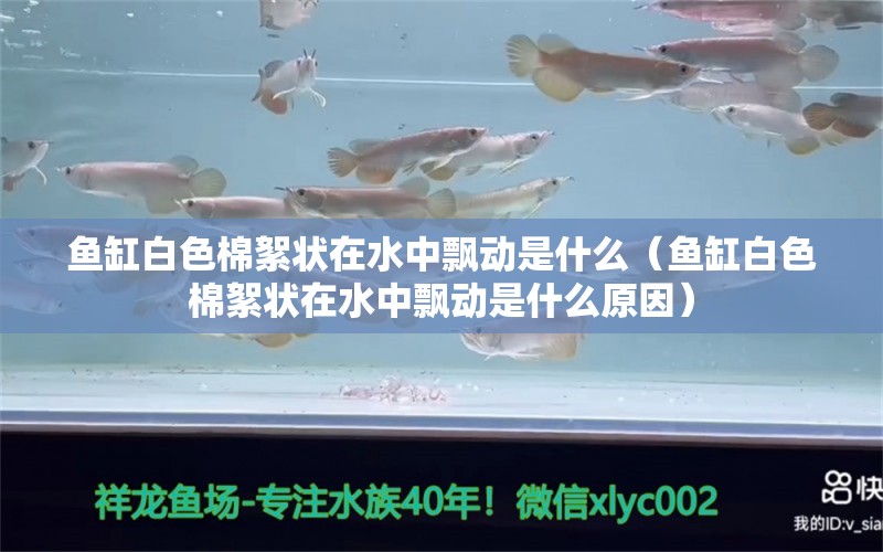 鱼缸白色棉絮状在水中飘动是什么（鱼缸白色棉絮状在水中飘动是什么原因） 其他品牌鱼缸