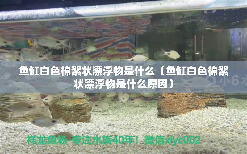 鱼缸白色棉絮状漂浮物是什么（鱼缸白色棉絮状漂浮物是什么原因） 其他品牌鱼缸