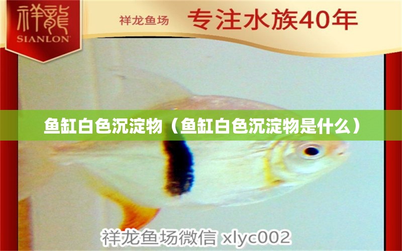 鱼缸白色沉淀物（鱼缸白色沉淀物是什么） 其他品牌鱼缸