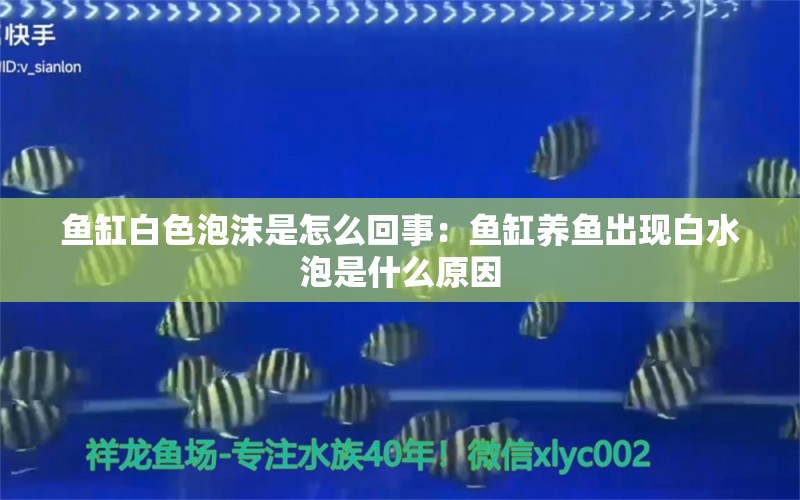 鱼缸白色泡沫是怎么回事：鱼缸养鱼出现白水泡是什么原因 养鱼的好处 第1张