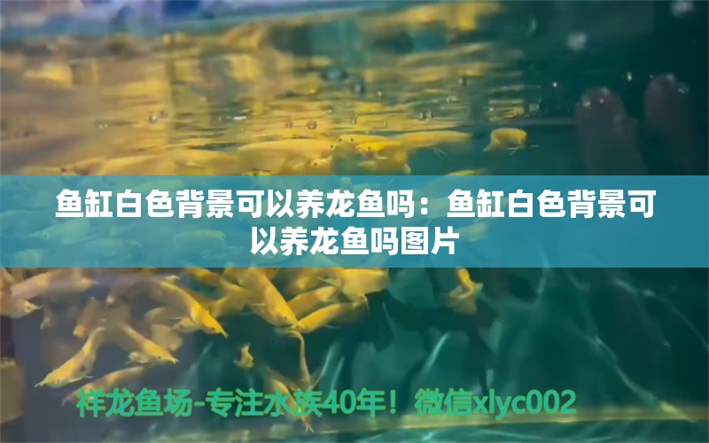 鱼缸白色背景可以养龙鱼吗：鱼缸白色背景可以养龙鱼吗图片 观赏鱼市场（混养鱼）