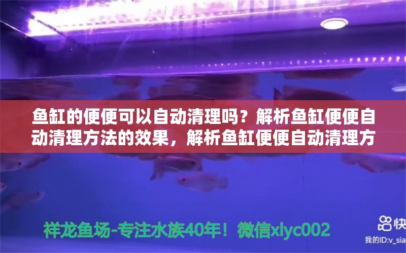 鱼缸的便便可以自动清理吗？解析鱼缸便便自动清理方法的效果，解析鱼缸便便自动清理方法的效果