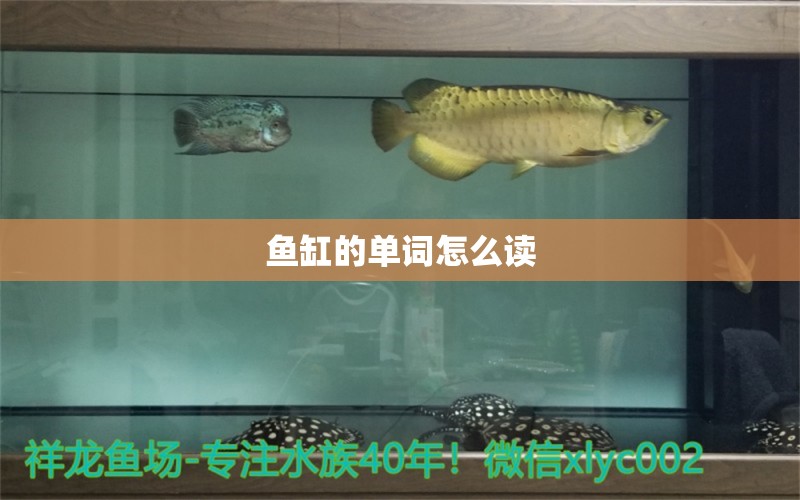 鱼缸的单词怎么读 水族问答 第2张