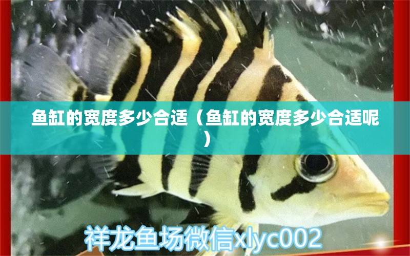 鱼缸的宽度多少合适（鱼缸的宽度多少合适呢） 祥龙水族医院