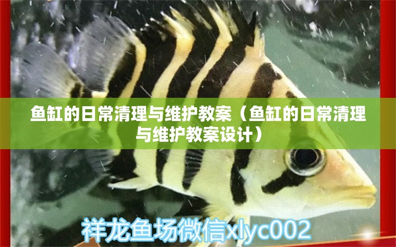 鱼缸的日常清理与维护教案（鱼缸的日常清理与维护教案设计）