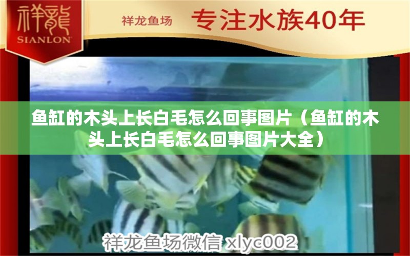 鱼缸的木头上长白毛怎么回事图片（鱼缸的木头上长白毛怎么回事图片大全） 其他品牌鱼缸