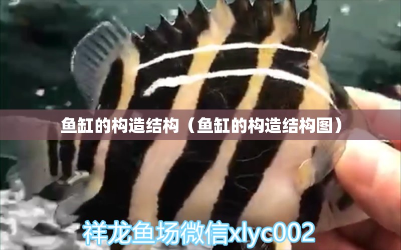 鱼缸的构造结构（鱼缸的构造结构图） 祥龙水族医院