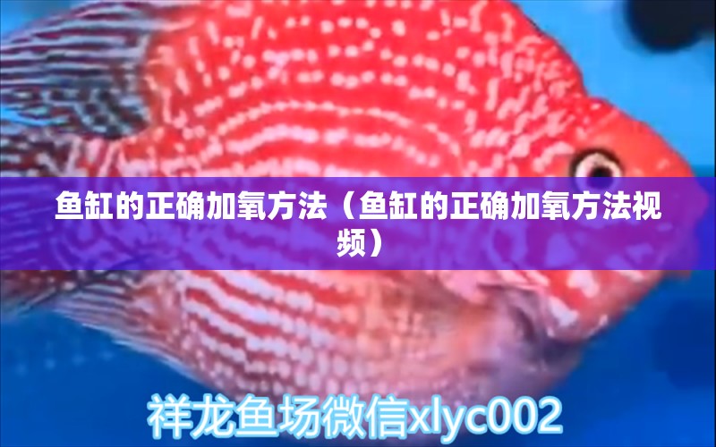 鱼缸的正确加氧方法（鱼缸的正确加氧方法视频） 祥龙鱼场品牌产品