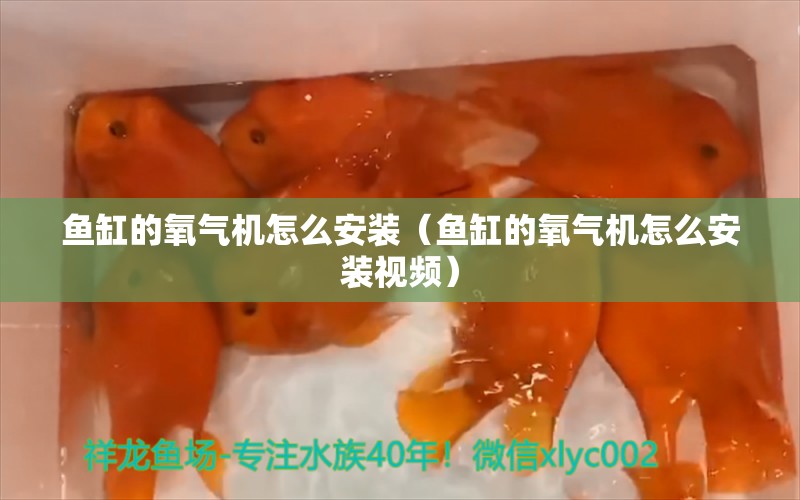 鱼缸的氧气机怎么安装（鱼缸的氧气机怎么安装视频）