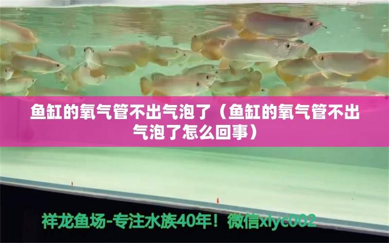 鱼缸的氧气管不出气泡了（鱼缸的氧气管不出气泡了怎么回事）