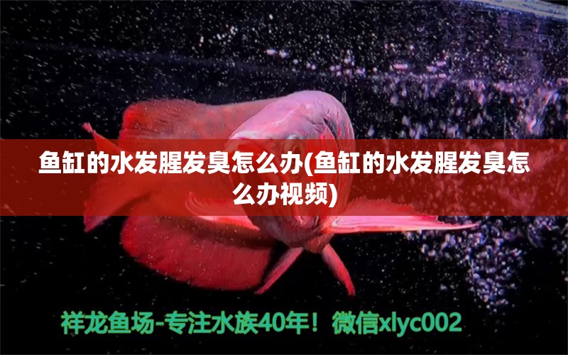 鱼缸的水发腥发臭怎么办(鱼缸的水发腥发臭怎么办视频) 定时器/自控系统 第1张