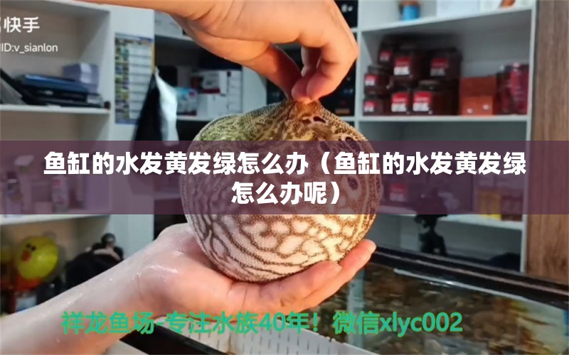 鱼缸的水发黄发绿怎么办（鱼缸的水发黄发绿怎么办呢） 其他品牌鱼缸