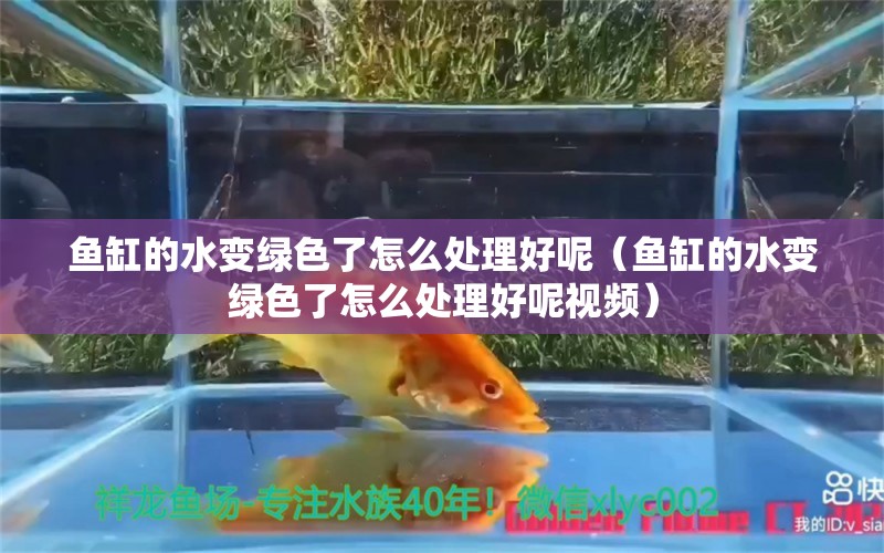 鱼缸的水变绿色了怎么处理好呢（鱼缸的水变绿色了怎么处理好呢视频）