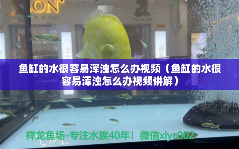 鱼缸的水很容易浑浊怎么办视频（鱼缸的水很容易浑浊怎么办视频讲解）