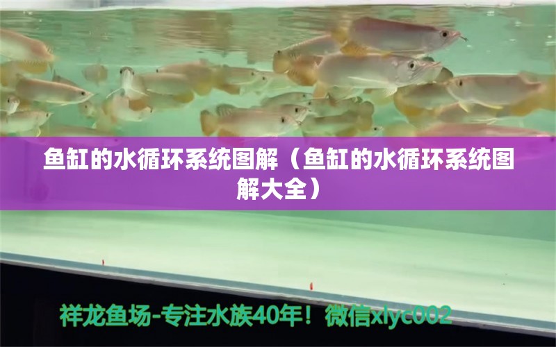 鱼缸的水循环系统图解（鱼缸的水循环系统图解大全）