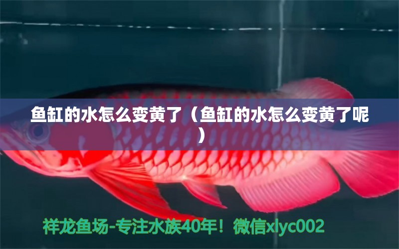 鱼缸的水怎么变黄了（鱼缸的水怎么变黄了呢） 祥龙水族医院