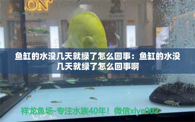 鱼缸的水没几天就绿了怎么回事：鱼缸的水没几天就绿了怎么回事啊