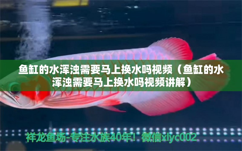 鱼缸的水浑浊需要马上换水吗视频（鱼缸的水浑浊需要马上换水吗视频讲解）