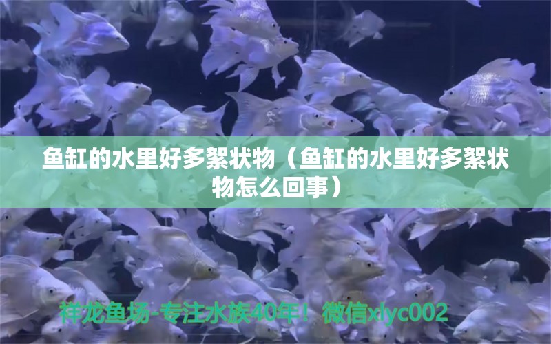 鱼缸的水里好多絮状物（鱼缸的水里好多絮状物怎么回事） 野生地图鱼