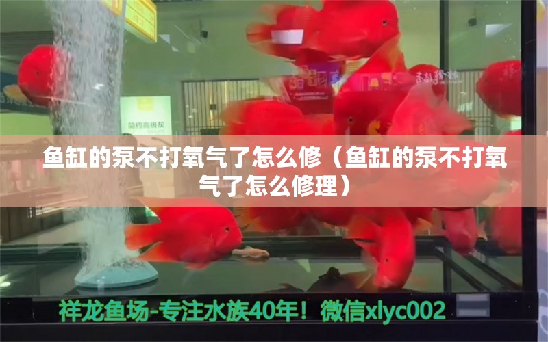 鱼缸的泵不打氧气了怎么修（鱼缸的泵不打氧气了怎么修理） 恐龙王鱼