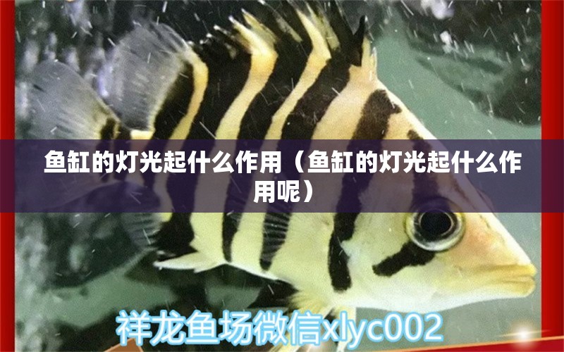 鱼缸的灯光起什么作用（鱼缸的灯光起什么作用呢） 祥龙水族医院