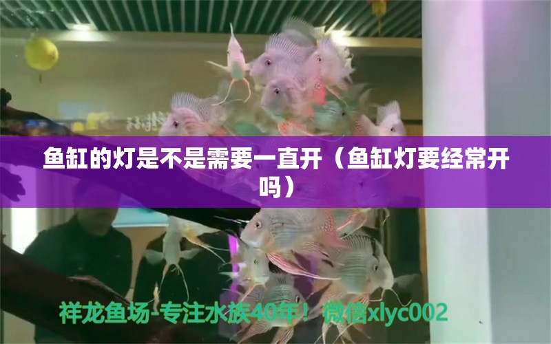 鱼缸的灯是不是需要一直开（鱼缸灯要经常开吗） 其他品牌鱼缸