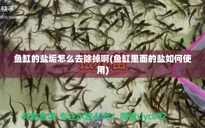 鱼缸的盐垢怎么去除掉啊(鱼缸里面的盐如何使用) 祥龙鱼场 第1张