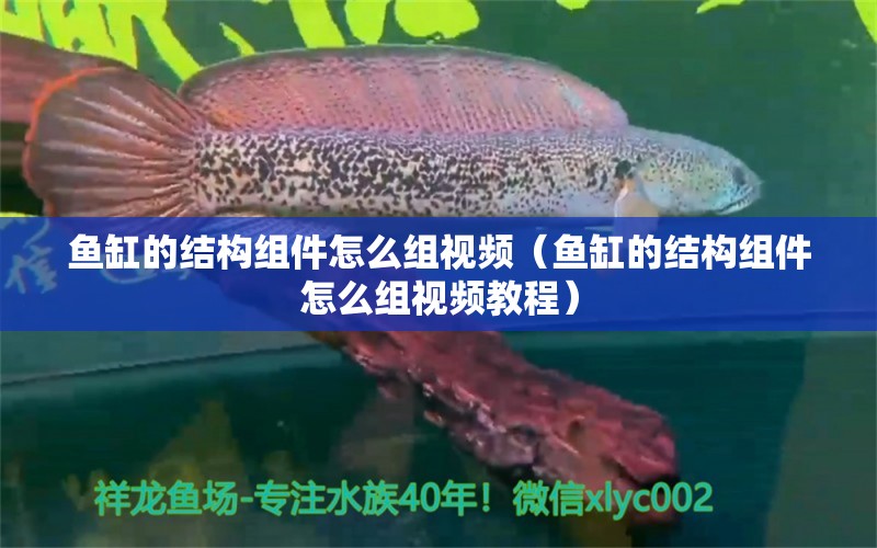 鱼缸的结构组件怎么组视频（鱼缸的结构组件怎么组视频教程）