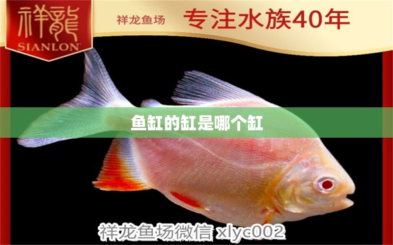 鱼缸的缸是哪个缸 水族问答 第1张