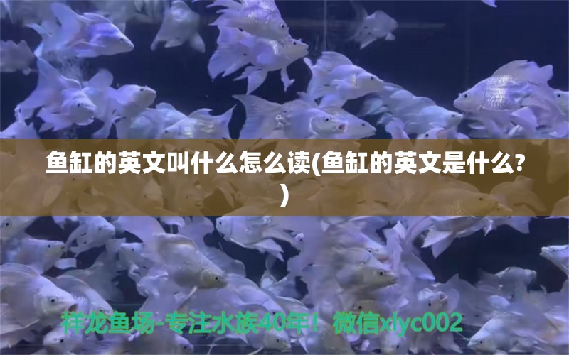 鱼缸的英文叫什么怎么读(鱼缸的英文是什么?)